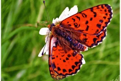 papillon