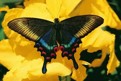 papillon