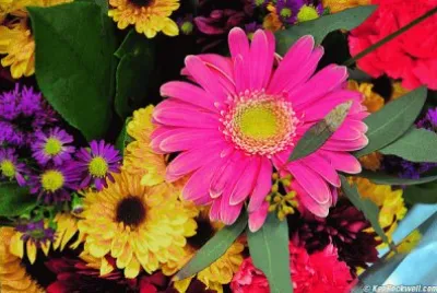 flowers1