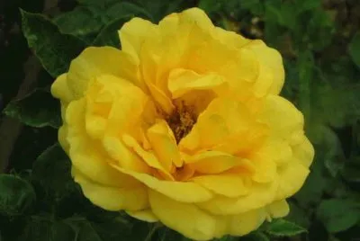 rose jigsaw puzzle