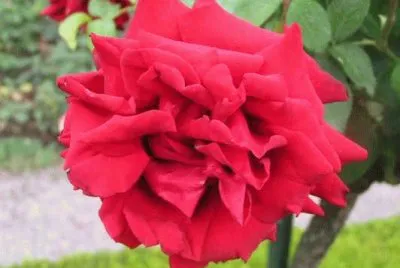 rose