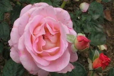 rose