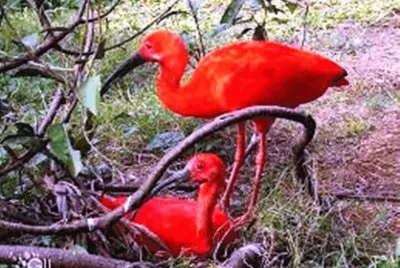 Casal de Ibis