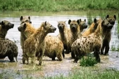 Hienas