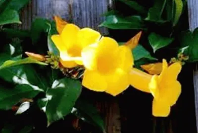 Alamanda