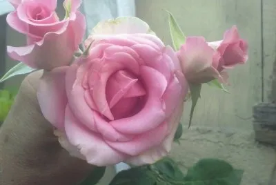 flores