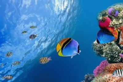 ocean jigsaw puzzle