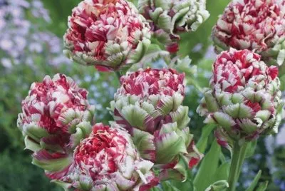 fleurs