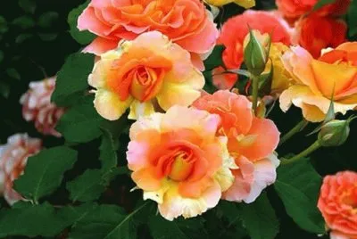 fleurs: roses