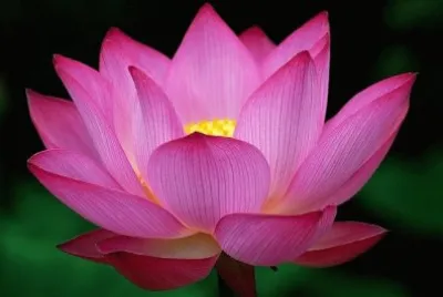 fleurs