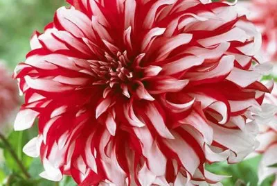 fleurs: dalhias
