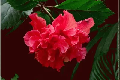 fleurs: hibiscus