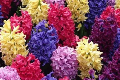 fleurs: jacynthes