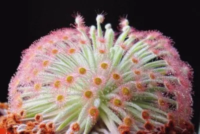 fleurs