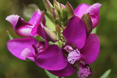 fleurs: poligala dalmaisiana
