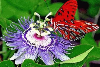 Nature speaks volumes