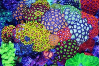 Reefkeeper jigsaw puzzle