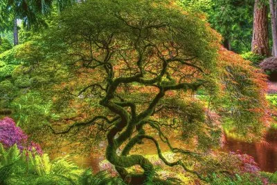 arbre jigsaw puzzle