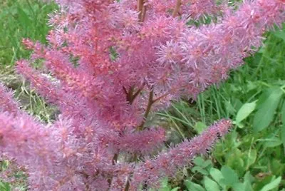 astilbe