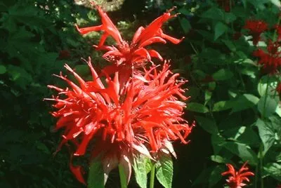 monarde