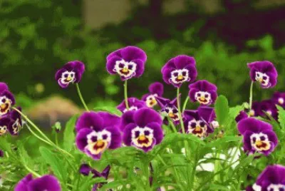 PENSAMIENTOS CON CARITA.