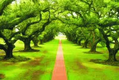 ÃRBOLES Y VEREDA.