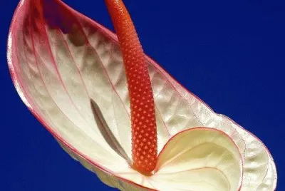 Unusual Flower jigsaw puzzle