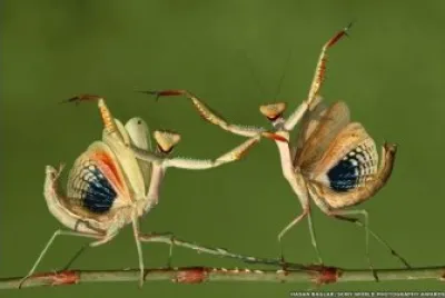 DANZA DE LA MANTIS RELIGIOSA.