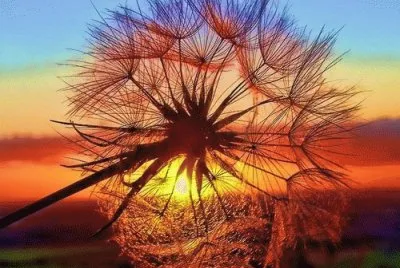 Wonderful Day jigsaw puzzle