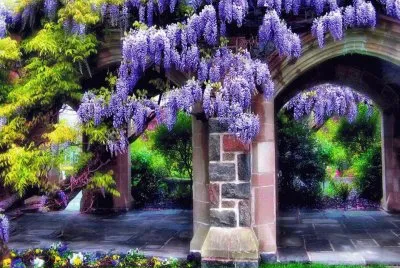 fleurs