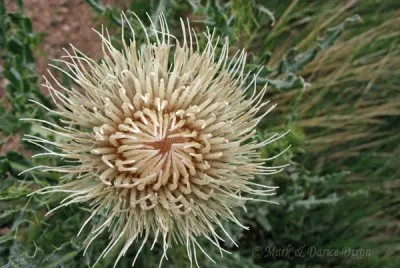 fleur