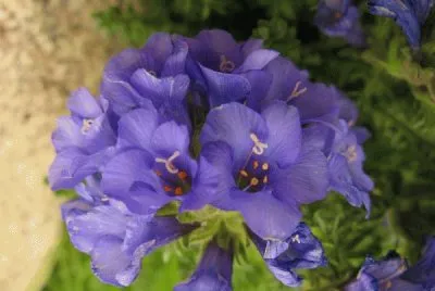 fleur