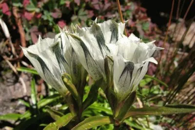 fleur