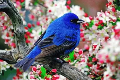 PÃ¡ssaro Azul