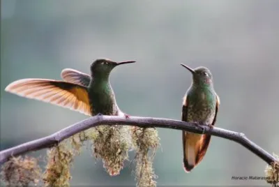 COLIBRÃ CHUPASAVIA.