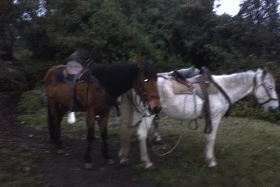 CABALLOS