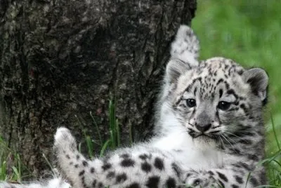 leopard