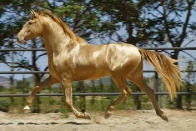 cheval
