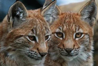 linx