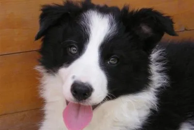 chien