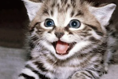 chaton
