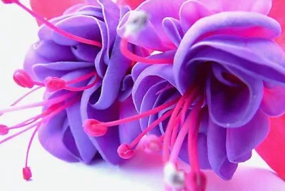 Fuschia