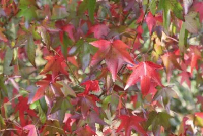 פאזל של liquidambar