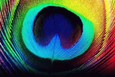 Peacock 's rich Colors jigsaw puzzle