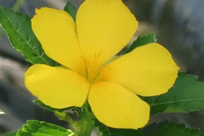 é»ƒèŠ±