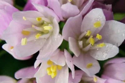 allium jigsaw puzzle