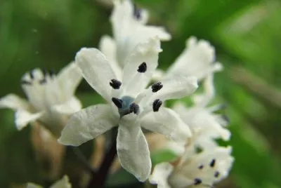 bellevalia romana jigsaw puzzle