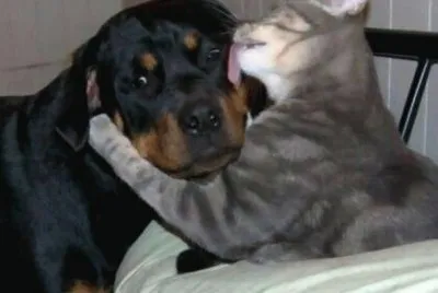 amigos