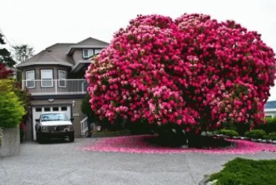 פאזל של Ã¡rvore