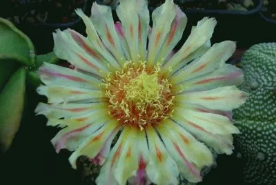 flor jigsaw puzzle